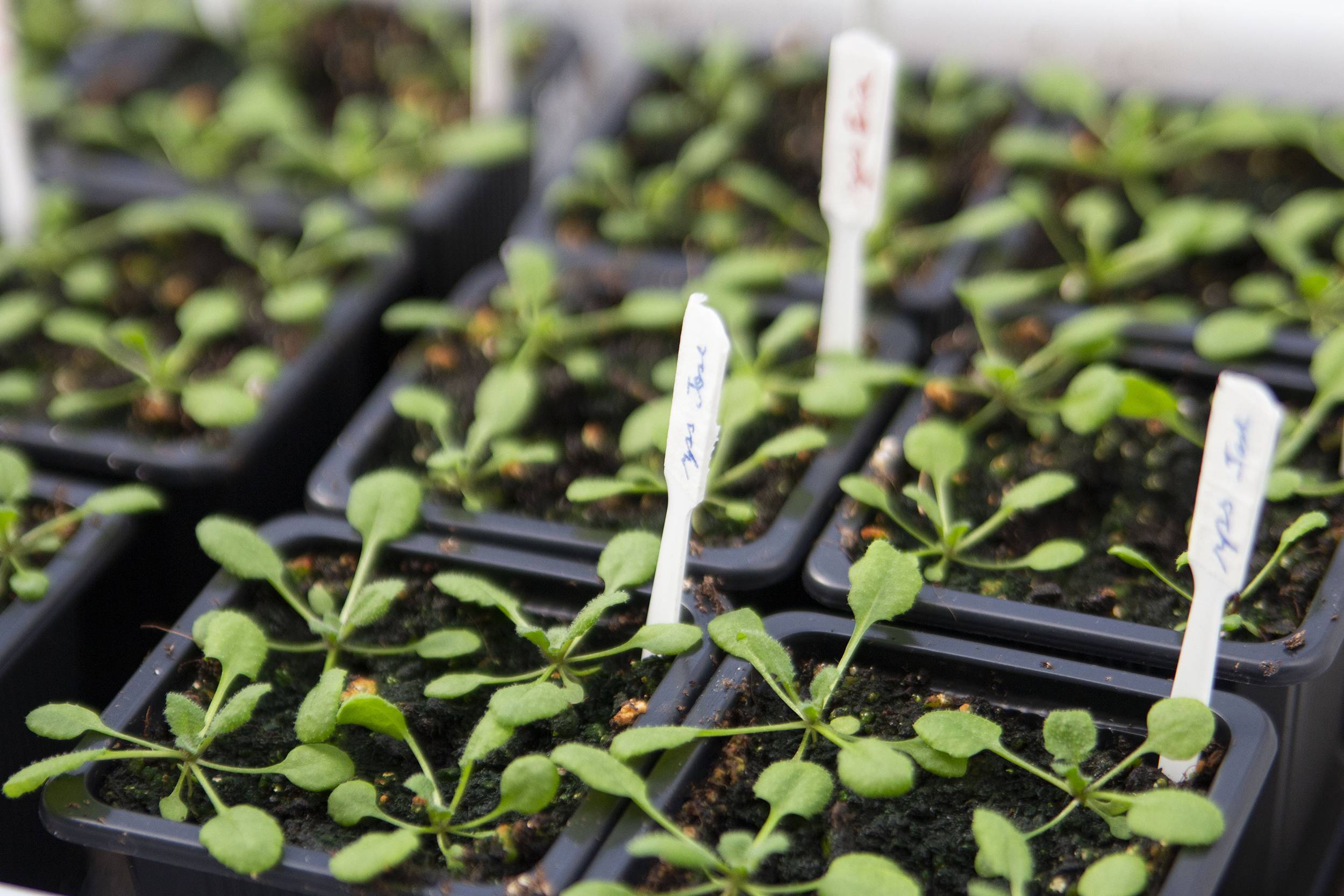 La sanidad vegetal en la semana de la ciencia
